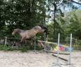 Ruin Franse rijpony PFS Te leen 2020 Bruinroan ,  WELCOME SYMPATICO