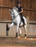 Ruin Lusitano Te koop 2012 Schimmel