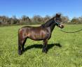 Ruin Franse rijpony PFS Te koop 2022 Donker bruin / bai
