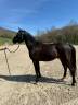 Ruin Andere pony rassen Te koop 2021 Bruin / Bai