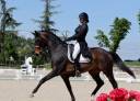 Ruin KWPN Nederlands sportpaard Te koop 2012 Bruin / Bai