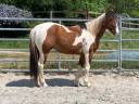 Ruin Paint Horse Te koop 2023 Bont