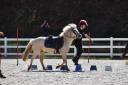 Merrie Welsh Pony (Section B) Te koop 2015 Palomino