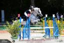 Merrie Franse rijpony PFS Te koop 2012 Schimmel ,  PEPS DOMAIN