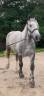 Ruin Percheron Te koop 2022 Schimmel ,  Velour d'ecor