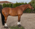 Ruin Lusitano Te koop 2019 Donker bruin / bai