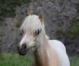 Veulen (ml) Welsh Pony (Section B) Te koop 2025 Palomino ,  Cadlanvalley James Bond