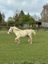 Veulen (vr) Welsh Pony (Section D), Welsh Cob  Te koop 2025 Cr&egrave;me ,  Ubiwan des colines