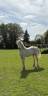 Veulen (vr) Welsh Pony (Section D), Welsh Cob  Te koop 2025 Cr&egrave;me ,  Ubiwan des colines