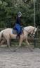 Merrie Bekend ras Te koop 2020 Palomino