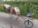 Ruin Shetland Te koop 2022 Bont