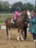 Merrie Welsh Pony (Section C) Te koop 2023 Vos ,  Goldenrina jury's out