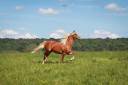 Ruin Franse rijpony PFS Te koop 2023 Palomino ,  QUABAR DES MONCEAUX