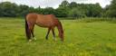 Merrie KWPN Nederlands sportpaard Te koop 2010 Donker bruin / bai ,  up to date