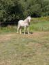 Hengst Welsh Pony (Section A) Te koop 2025 Cr&egrave;me
