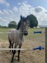 Hengst Franse rijpony PFS Te koop 2023 Overige kleuren ,  DEXTER LEAM PONDY