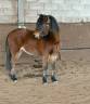 Merrie Welsh Pony (Section B) Te koop 2022 Donker bruin / bai