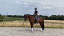 Ruin Duits sportpaard Te koop 2020 Donker bruin / bai