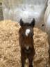 Veulen (vr) Franse rijpony PFS Te koop 2026 Donker bruin / bai ,  PAWNEE
