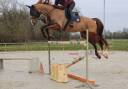 Ruin Selle Fran&ccedil;ais Te koop 2018 Vos