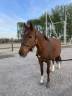 Merrie Belgische pony Te koop 2019 Koffie vos