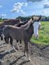Veulen (ml) Paint Horse Te koop 2025 Zweetvos ,  ROCK SONNY VERSARY