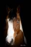 Ruin Paint Horse Te koop 2023 Bontzwart
