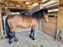 Merrie Fries halfbloed Te koop 2022 Donker bruin / bai ,  AMIRO - AP (ESP), CDE