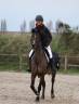 Merrie Franse rijpony PFS Te koop 2019 Donker bruin / bai