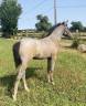 Ruin New Forest Te koop 2024 Schimmel