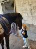 D pony