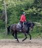 Merrie Westphalian Te koop 2016 Bruin / Bai
