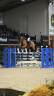 Mooie talentvolle spring merrie te koop