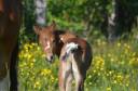 Veulen (ml) Welsh Partbred Te koop 2026 Bont ,  Ideal de la serre