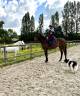 Merrie Volbloed Te koop 2023 Bruin / Bai ,  American devil's