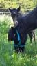 Veulen (ml) Shetland Te koop 2026 Wildkleur zwart ,  Malibu de Tushita (SHE)