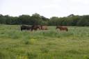 Paarden accommodatie Koop Maine-et-Loire