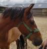 Merrie New Forest Te koop 2023 Donker bruin / bai ,  Birkilds Balboa