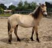 Merrie New Forest Te koop 2023 Isabel ,  Euchorthipus Arquetan