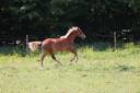 Veulen (vr) Franse rijpony PFS Te koop 2025 Vos ,  SALAM DU ROC