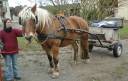 Rijtuigen - Hippomobile utilitaire - Ander merk - Utilitaire 