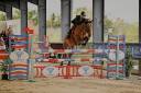 Merrie Franse rijpony PFS Te leen 2013 Donker bruin / bai