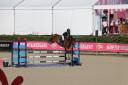 Ruin Franse rijpony PFS Te koop 2019 Donker bruin / bai ,  MOVIE STAR TILIA