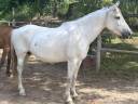 Merrie PRE Puur Ras Spaans Te koop 2015 Schimmel ,  GRACIOSO DI