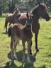 Hengst Franse rijpony PFS Te koop 2026 Donker bruin / bai