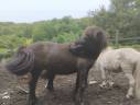 Merrie Shetland Te koop 2009 Bruin / Bai