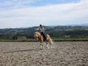 Ruin Haflinger Te koop 2019 Lichte manen en staart ,  VOLTAIRE PENN