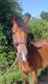 Ruin New Forest Te koop 2021 Donker bruin / bai ,  Birkilds Balboa