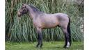 Ruin Belgische pony Te koop 2016 Donker bruin / bai