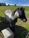 Merrie Ras onbekend Te koop 2024 Appaloosa